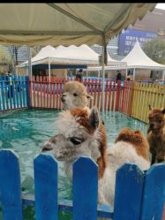 -萌宠亲子动物乐园(槐房万达店)