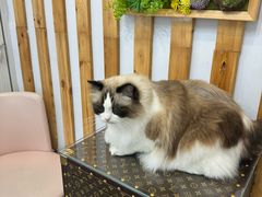 -青奢宠物·青奢猫舍