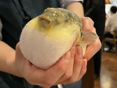 小可爱-肆月河豚·新淮扬(金融街店)