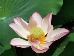-荔湾湖公园