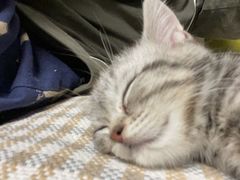-糯米喵星人总部直营旗舰店·猫舍·幼猫出售
