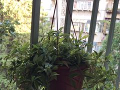 -朗韵钢琴学校(中环金界店)