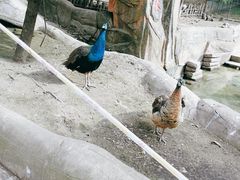 -哈尔滨北方森林动物园