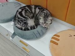 -全心全意连锁动物医院·微创中心·内科急重症·心脏专科(丰管路店)