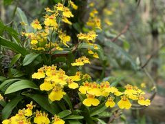 -深圳仙湖植物园