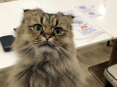 -安格丽娜·狗咖·猫咖羊驼咖(春熙路百盛商场店)
