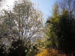 -洛阳市隋唐城遗址植物园