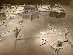 -洛阳周王城天子驾六博物馆