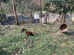 -都江堰中华大熊猫苑