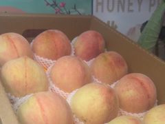 -老袁家蜜桃农场·阳山水蜜桃