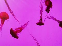 -沈阳海洋探索中心