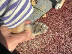 -佳雯宠物医院·皮肤科·内外科(春晓路分院)