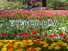 -洛阳郁金香牡丹园