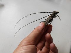 -云龙湖阿喆米线(云龙湖店)