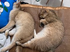 -lincat·猫舍(广州店)