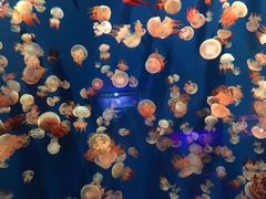 -成都浩海立方海洋公园