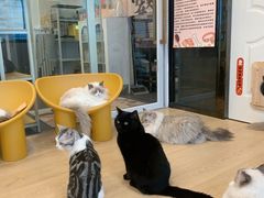 -有喵·猫咖·狗咖·30几只猫10只小狗(岗厦店)