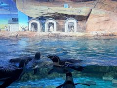 -海合安武汉极地海洋公园