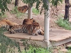 -石家庄市动物园