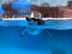 -海合安成都极地海洋公园