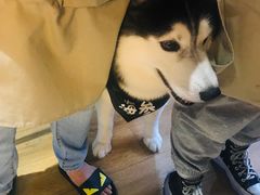 -Husky Go! 哈士奇体验馆·宠物咖啡厅狗咖