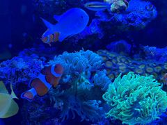 -青石桥花鸟鱼虫市场(叠翠城店)