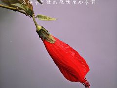 -靖西鹅泉风景区