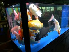 -鲤鱼塘农家山庄