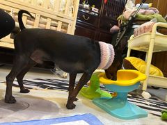 -爱侣宠医·鹦鹉专科·小型哺乳类·异宠专科(灵石路店)