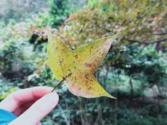 -云碧峰国家森林公园