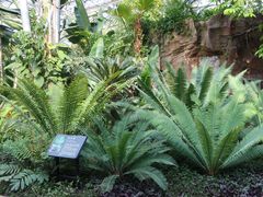 -北京植物园-展览温室