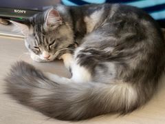 -lincat·猫舍(广州店)