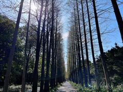 -上海滨江森林公园