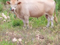 -南京小时候桑葚采摘园