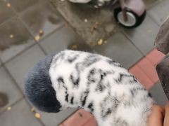 -青藏高原野生动物园