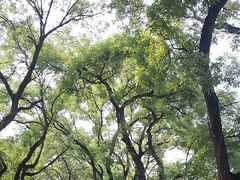 -北京国子监胡同