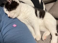 -关爱宠物医院·猫科中心·消化科(滨湖万达分院)