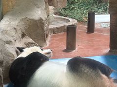 -成都动物园