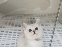 -lincat·猫舍(广州店)