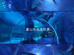 -野象谷景区