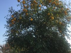 -鹅湖玫瑰文化园