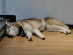 -Husky Go! 哈士奇体验馆·宠物咖啡厅狗咖