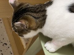 -瑞派康怡24h宠物医院·犬猫医疗中心·微创绝育(瑞景分院)