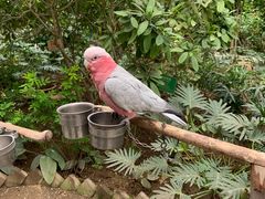 -南宫五洲植物乐园