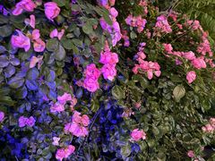 -花博汇(知音花月夜)