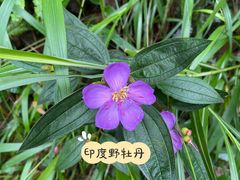 -南山植物园