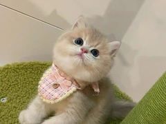 -猫十亿·布偶金渐层·曼基康矮脚猫舍(青年路店)