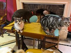 -猫色咖啡·猫咖