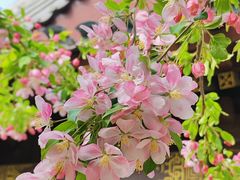 -海棠花溪(元大都城垣遗址公园)