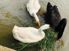 -鹅湖玫瑰文化园